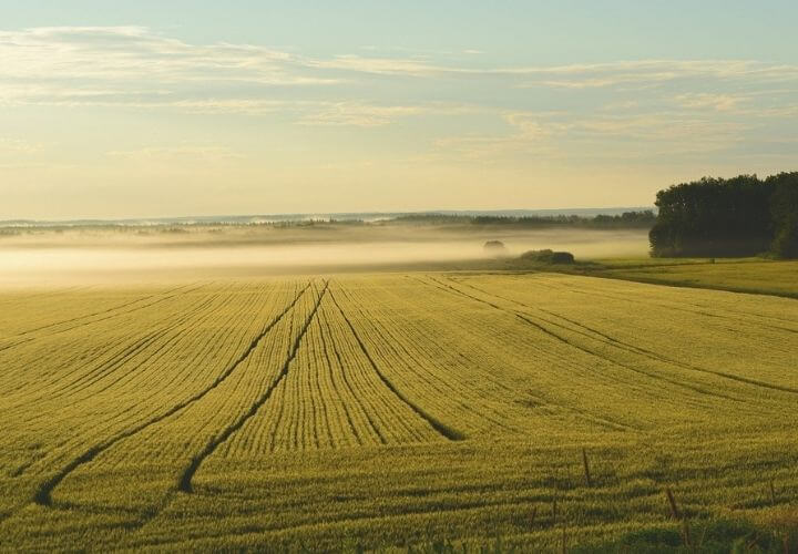 Ackerland und landwirtschaftliche Nutzflächen kaufen, verkaufen oder verpachten - Francksen