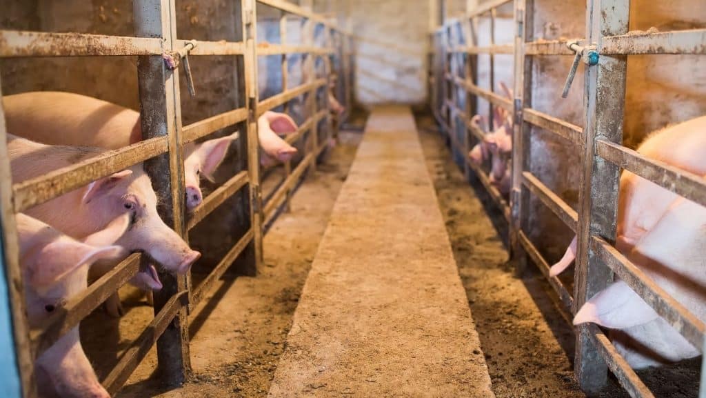Schweinezucht aktuell - Knowhow im Agrarmanagement - Francksen Wirtschaftskontor